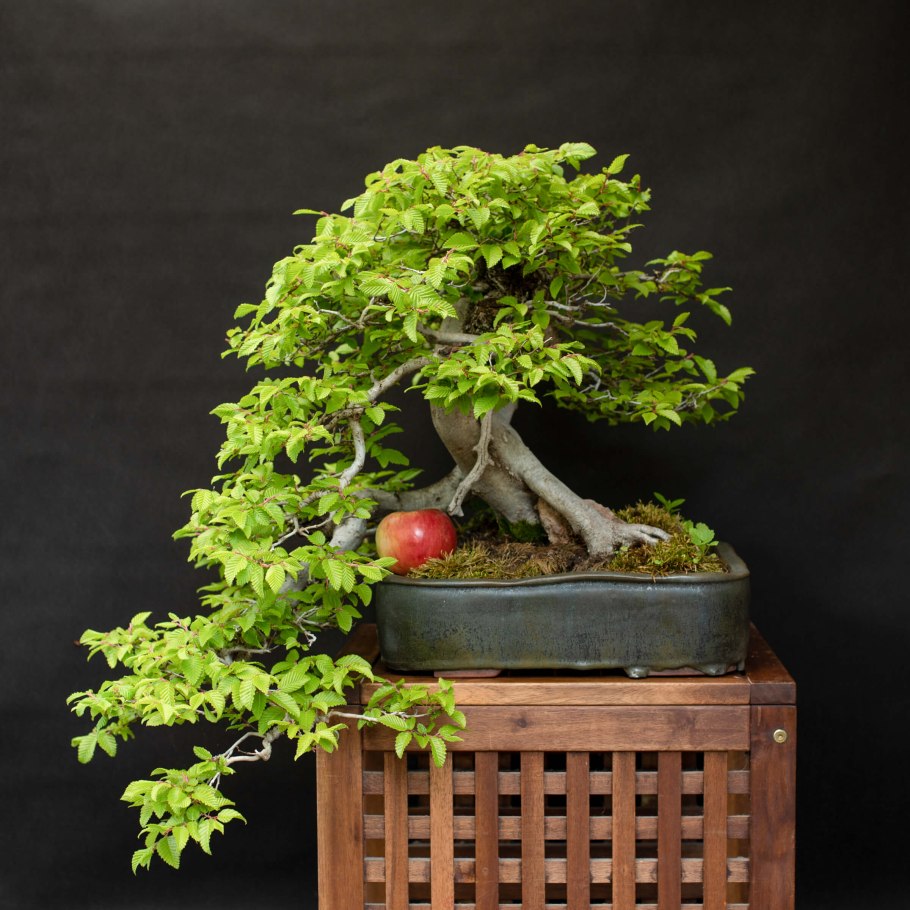 Граб японский бонсай