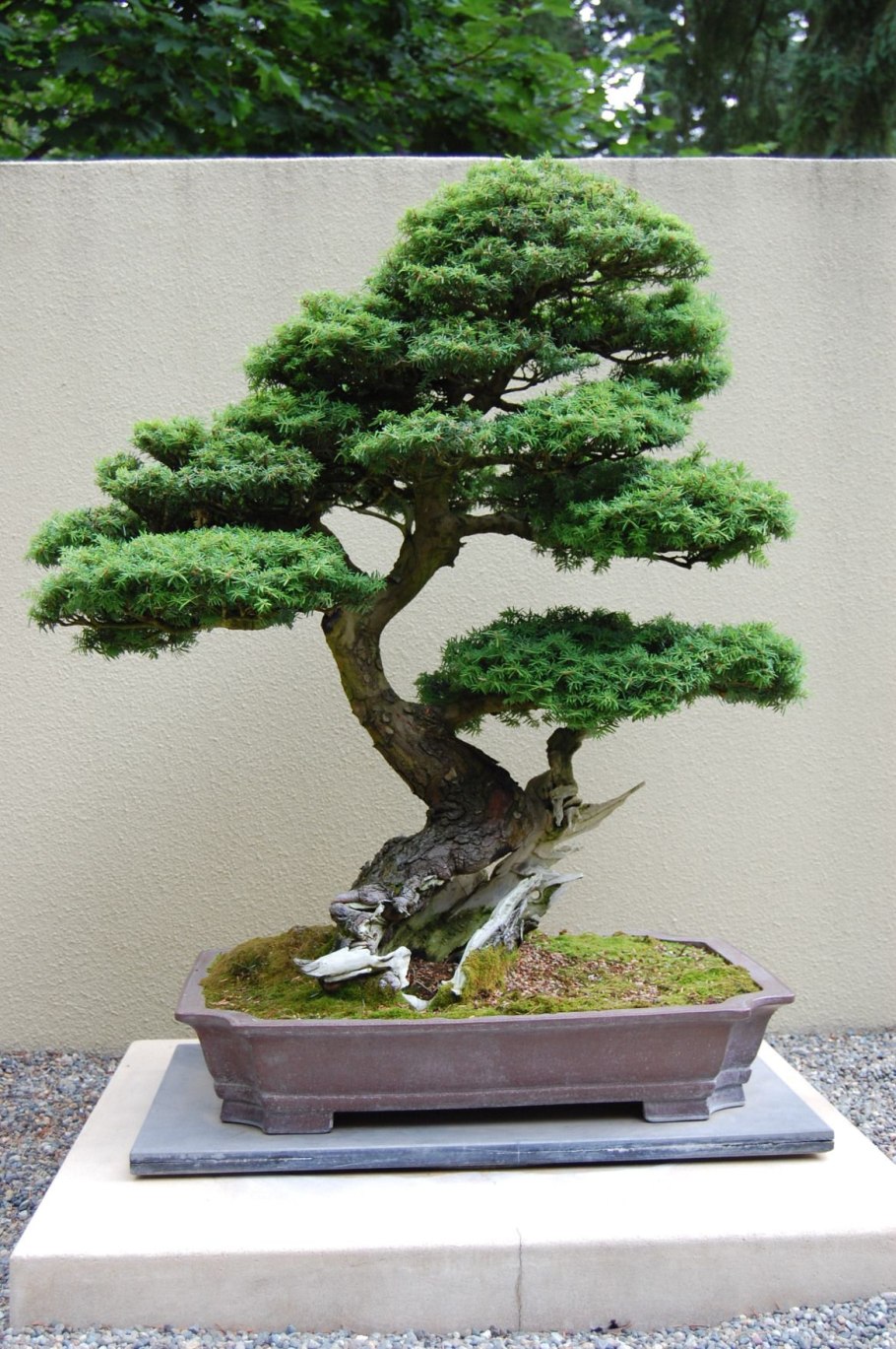 Бонсай Тюхин