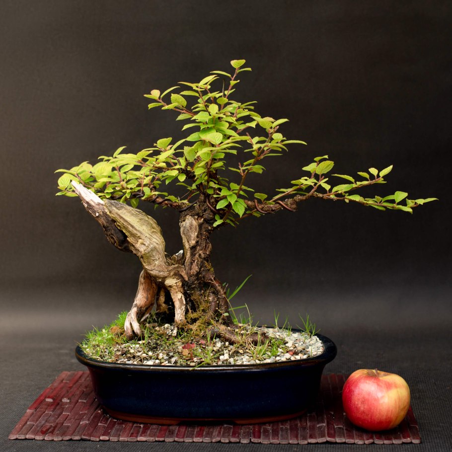 Сяримики бонсай