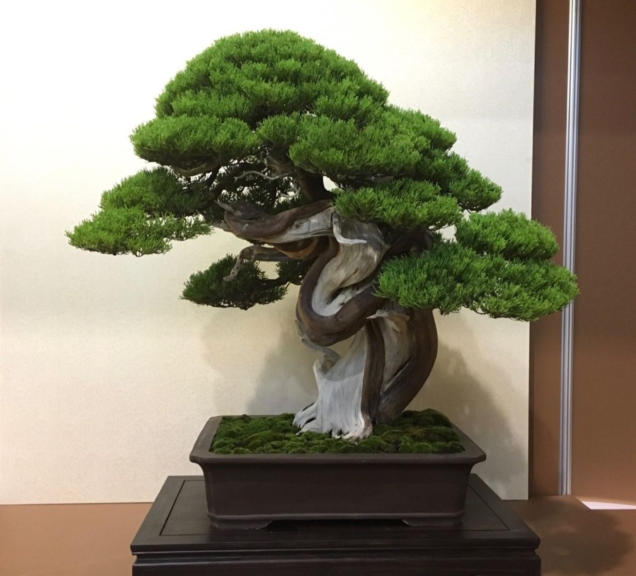 Карликовое дерево бонсай живое