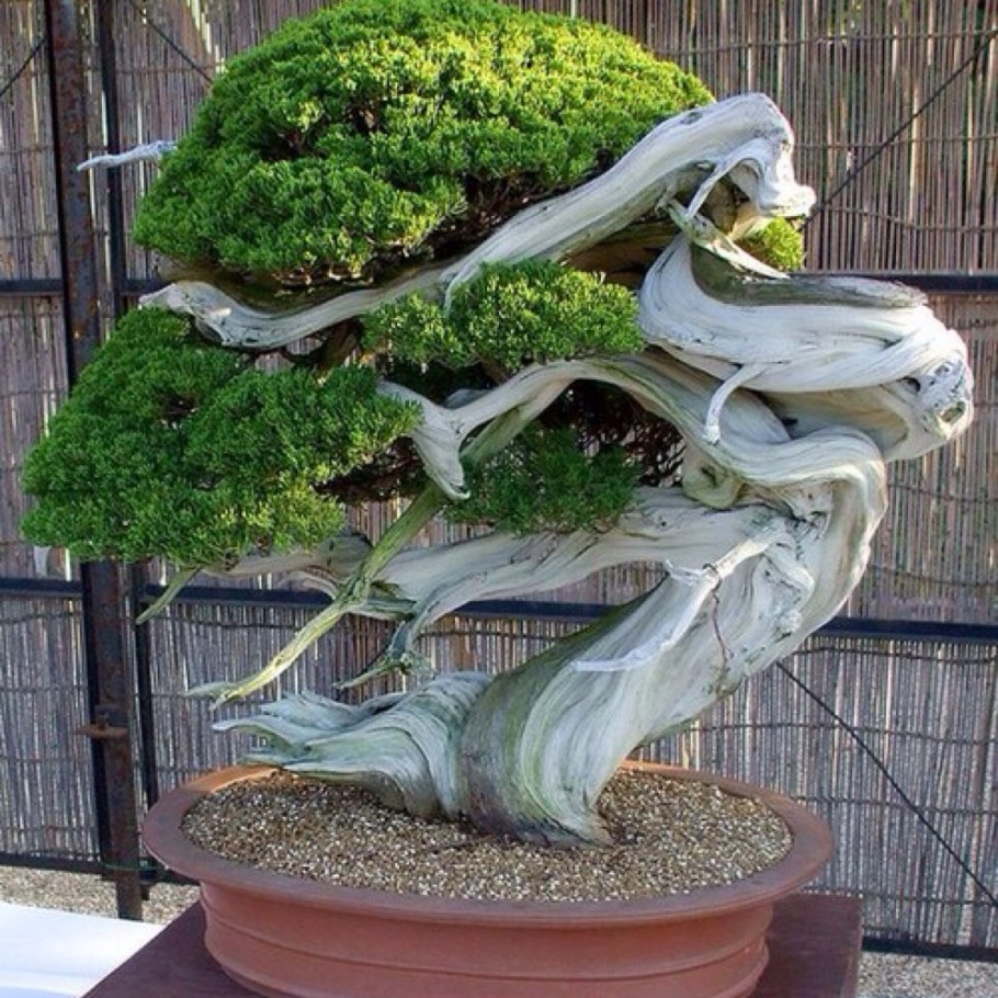 Японский можжевельник бонсай