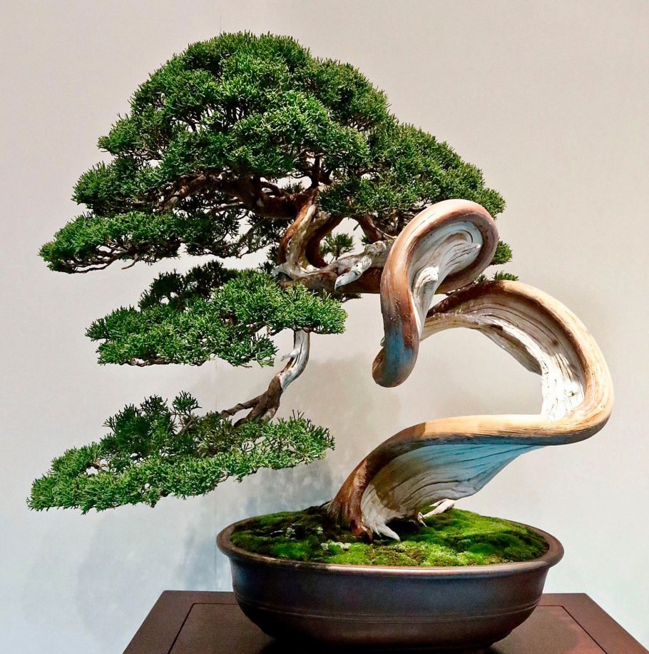 Бонсай дерево