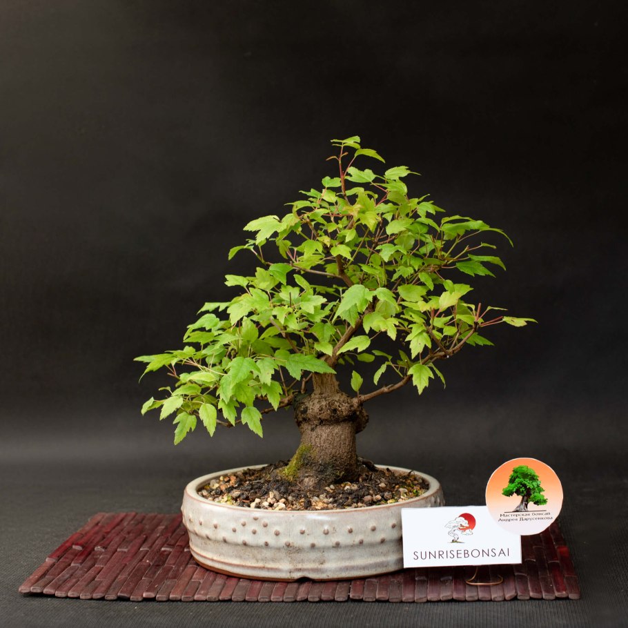 Амурский клен бонсай