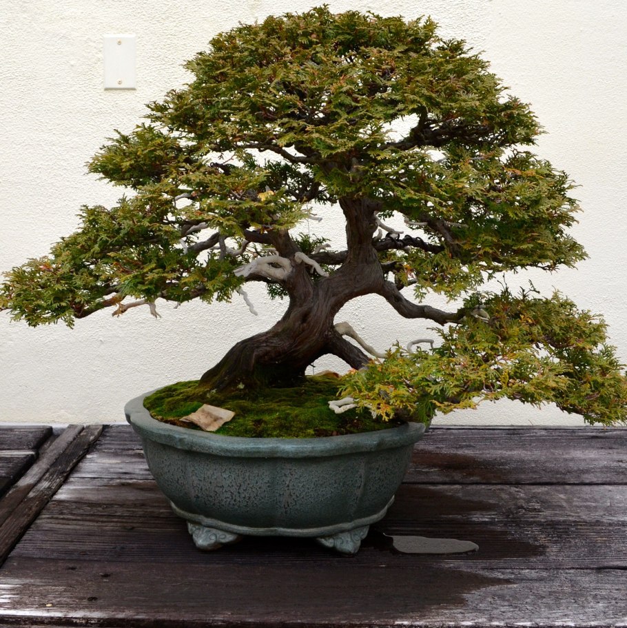 Bonsai дерево