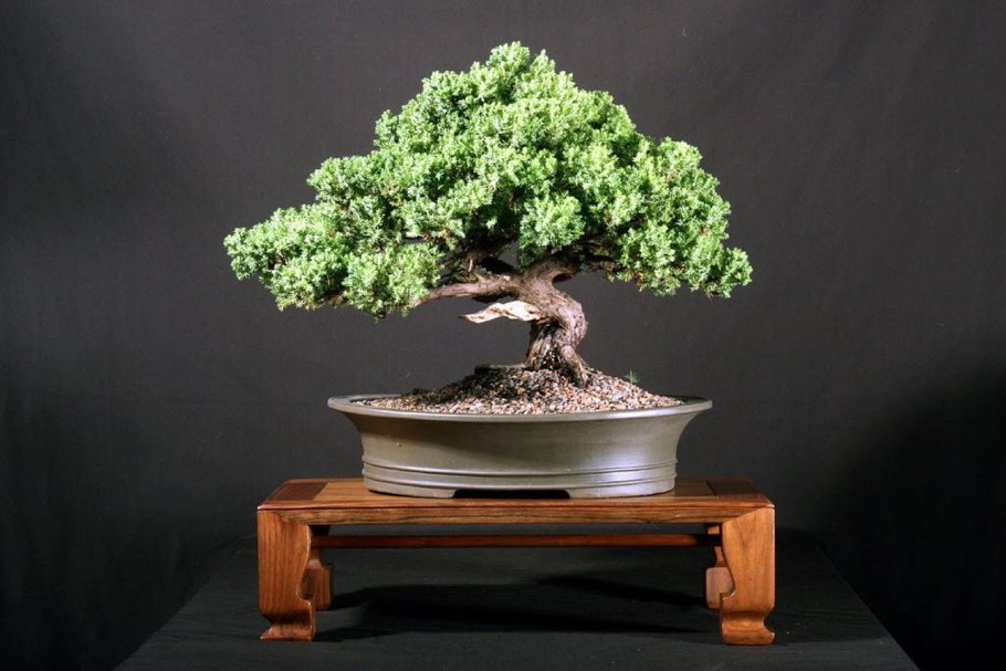 Бонсай Дайза