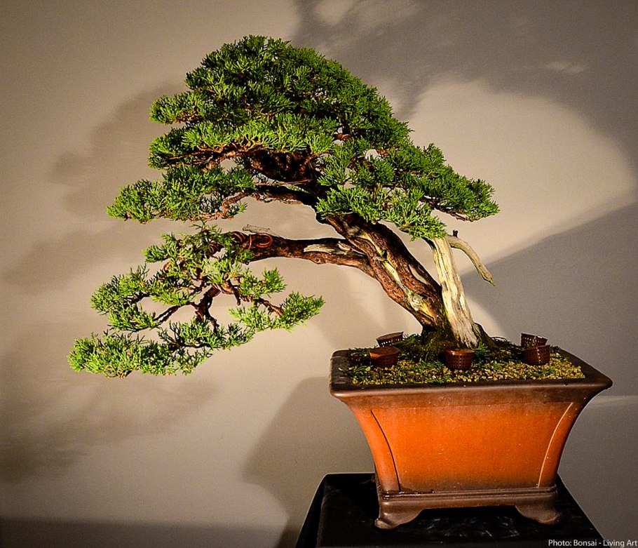 Бонсай Тюхин