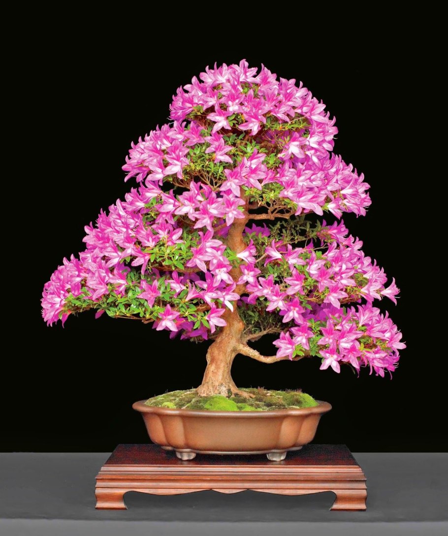 Азалия микрантум бонсай