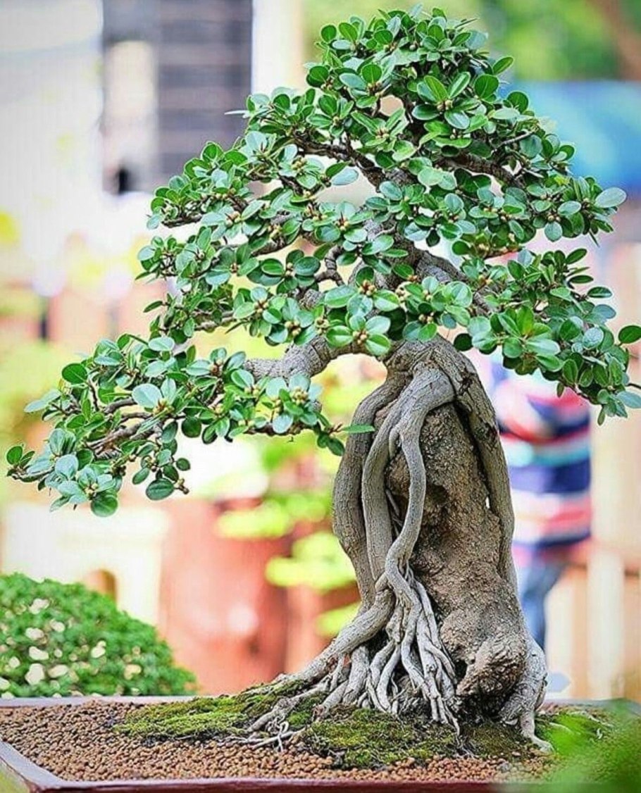 Bonsai Beringin