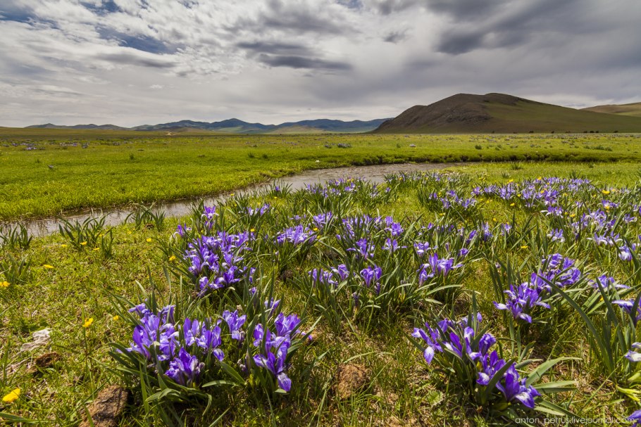 Флора горного Алтая