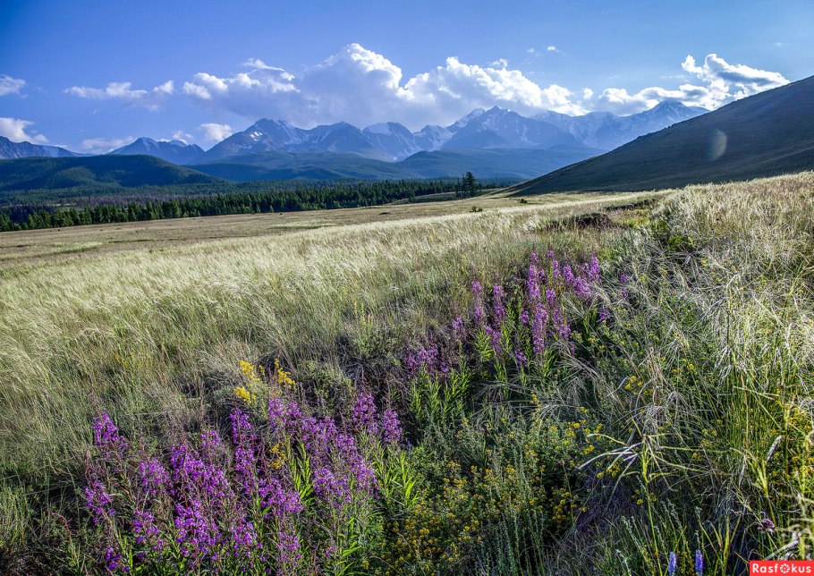 Алтай горы разнотравье
