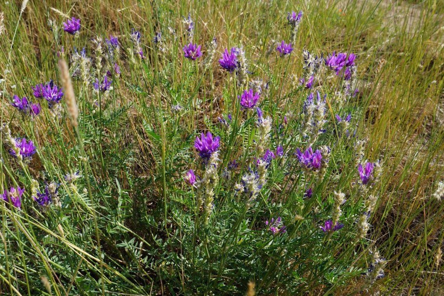 Полевые цветы Хакасии