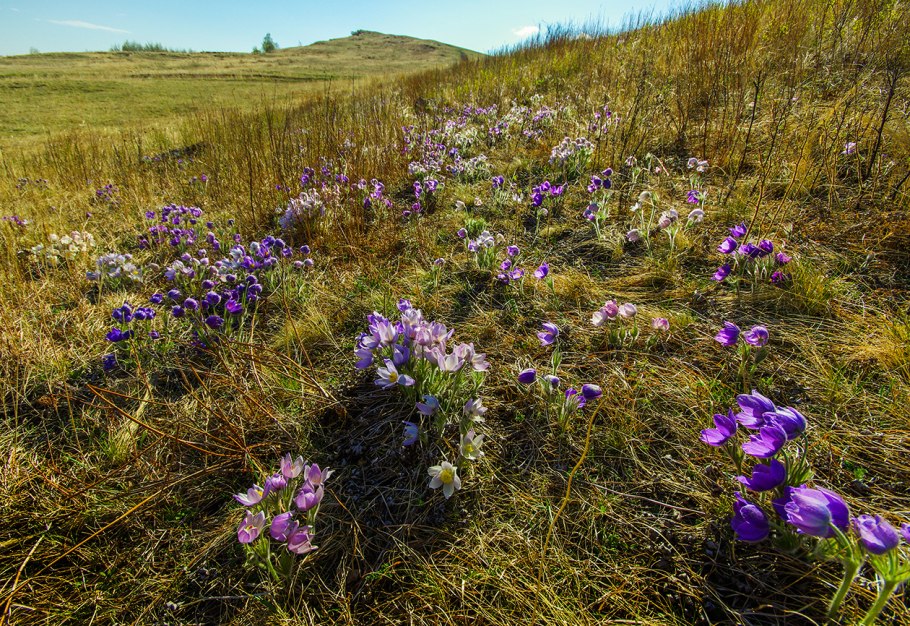 Цветущая степь Хакасии