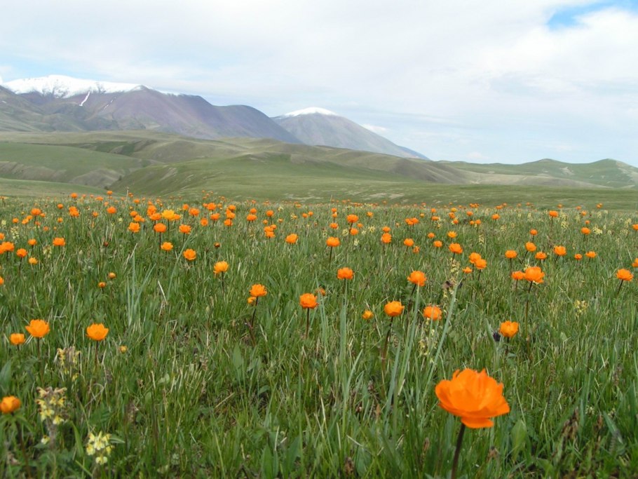 Флора Ергаки