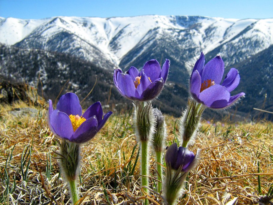 Тебердинский заповедник Альпийские Луга