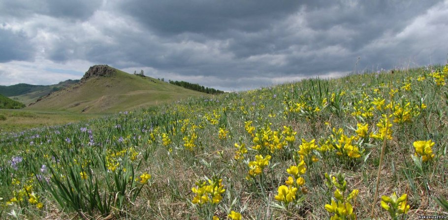 Ковыльная степь Хакасия