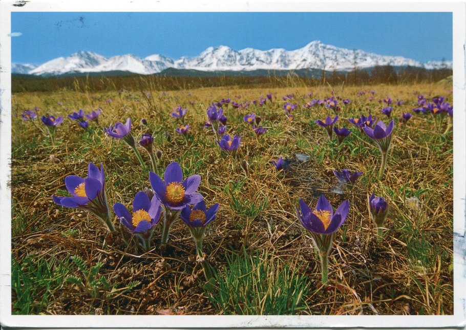 Калмыкия маковые поля