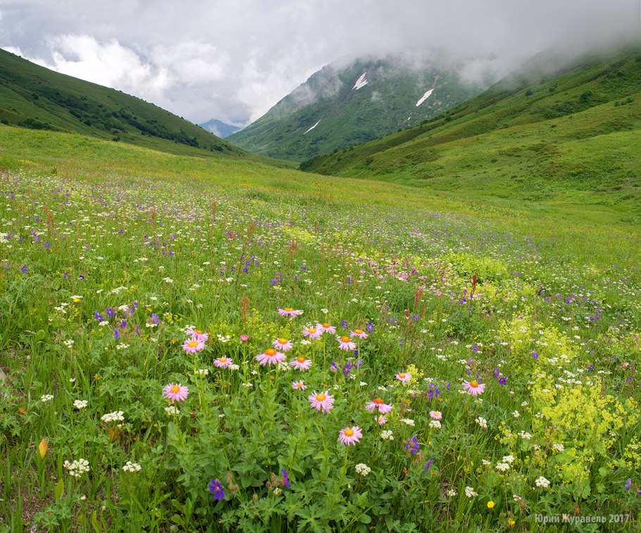 Растения Донской степи