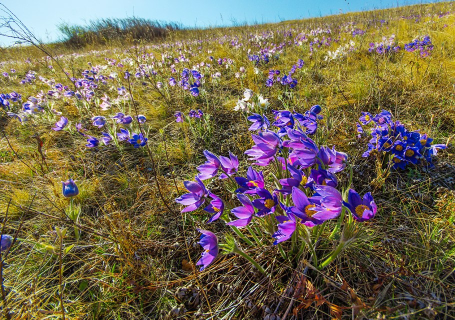 Подснежники горы Республики Алтай