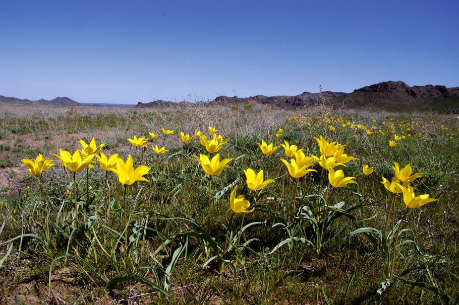 Семистожки Воровсколесская