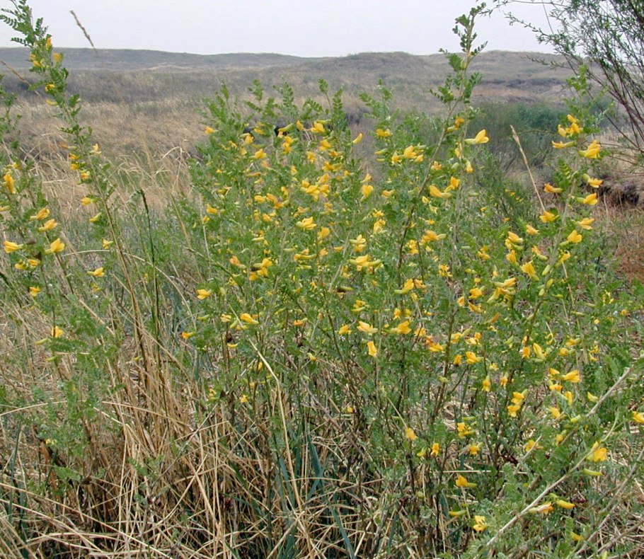 Маковые поля в Казахстане