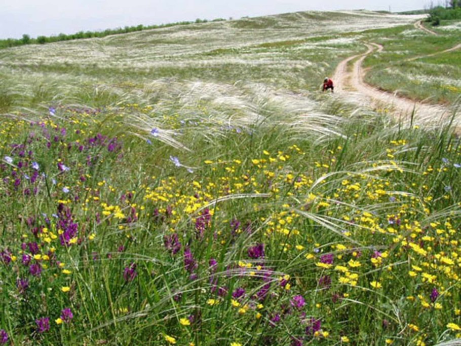 Донская степь разнотравье