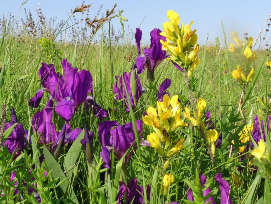 Прострел желтеющий (Сибирский Подснежник)