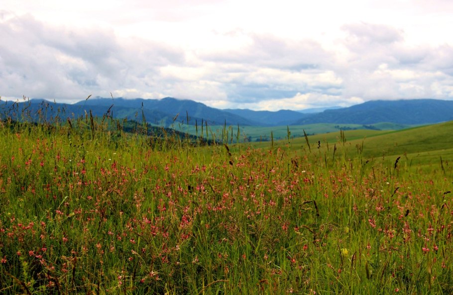Донской край цветущие Луга