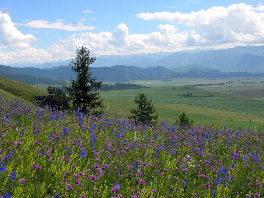 Природа Забайкалья луговые растения