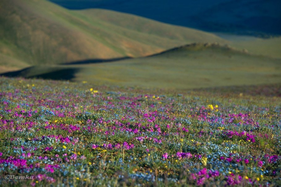 Горный Алтай Светлана Казина