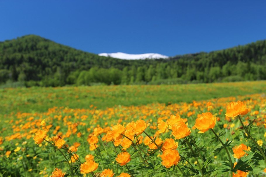 Полупустыня Алтайского края