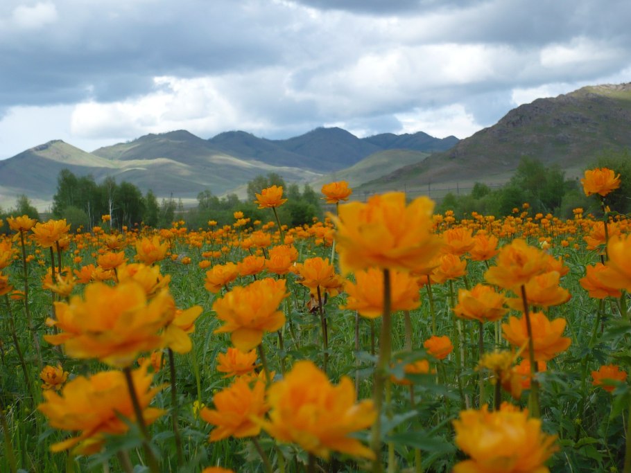 Купальница Ергаки