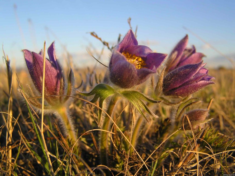 Разнотравные степи Крыма