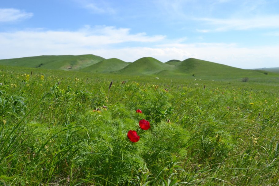 Катунский заповедник Альпийские Луга