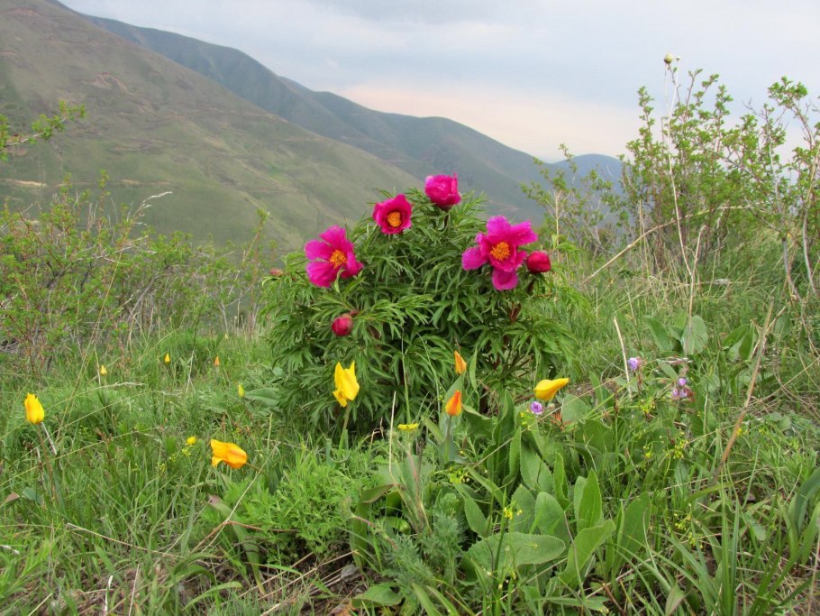 Понтийско Каспийская степь Флора