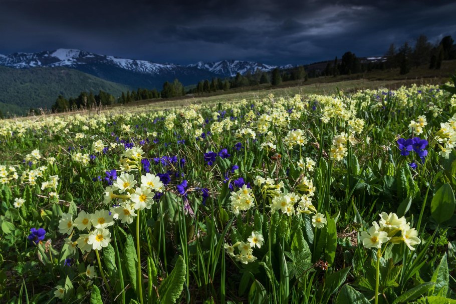 Подснежник Сибирский прострел