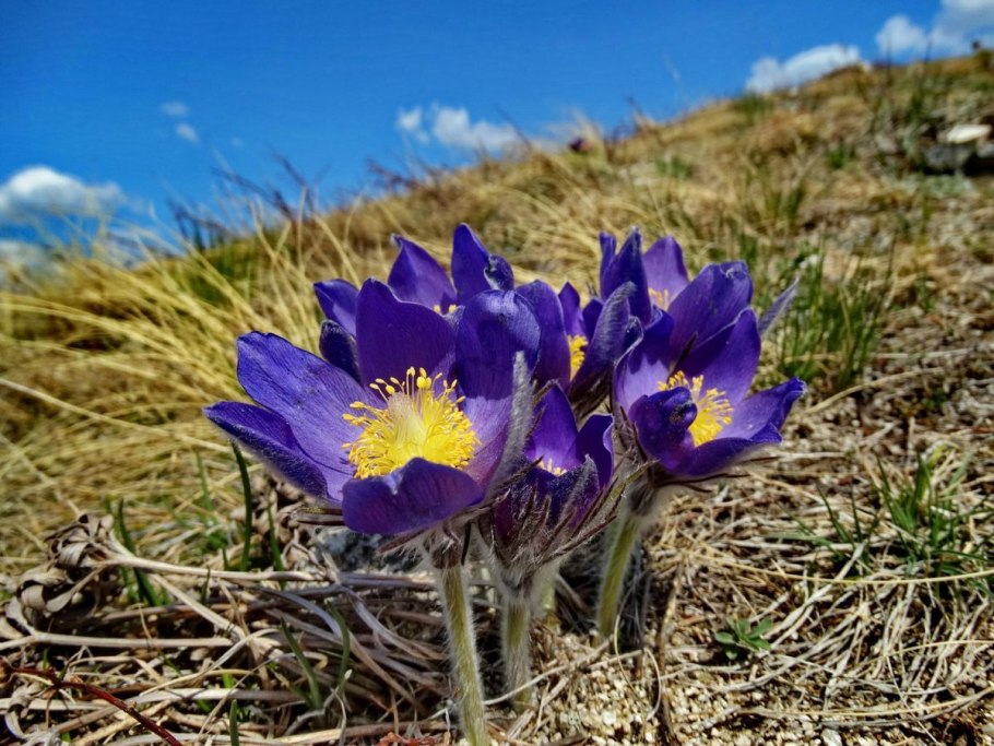Катунский заповедник Альпийские Луга