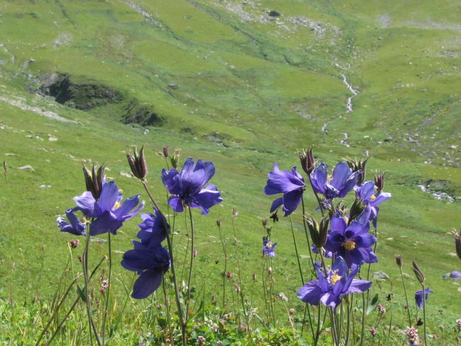 Цветы степи Хакасии