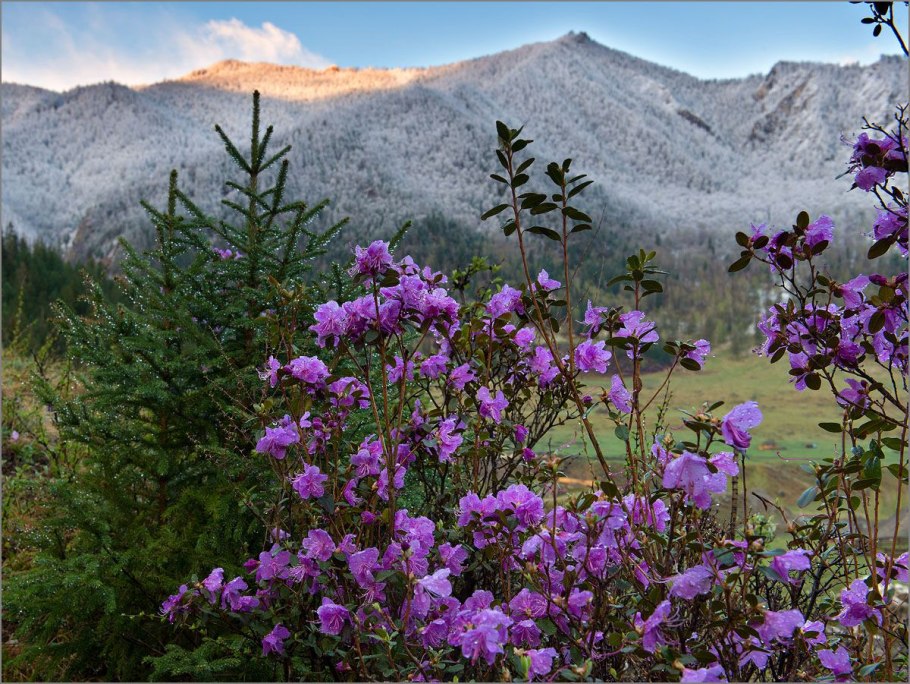 Копеечник зундукский Байкал