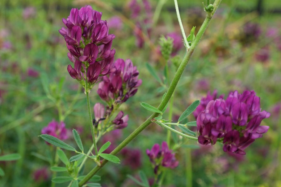 Сорняк . Клевер полевой.: (Trifolium arvense).