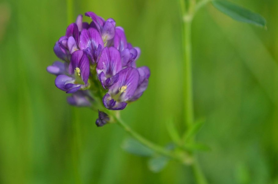 Люпин кормовая трава