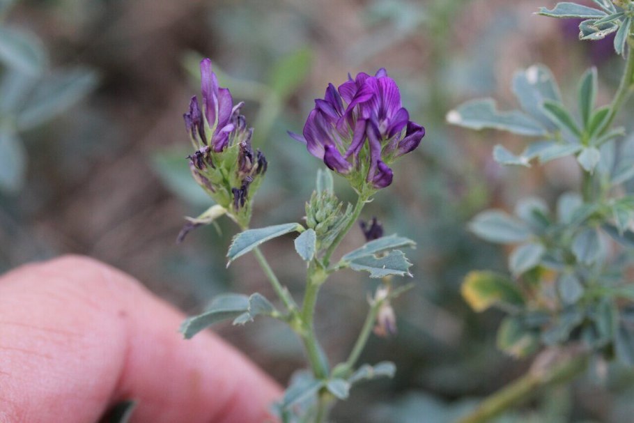 Мятлик Луговой соцветие