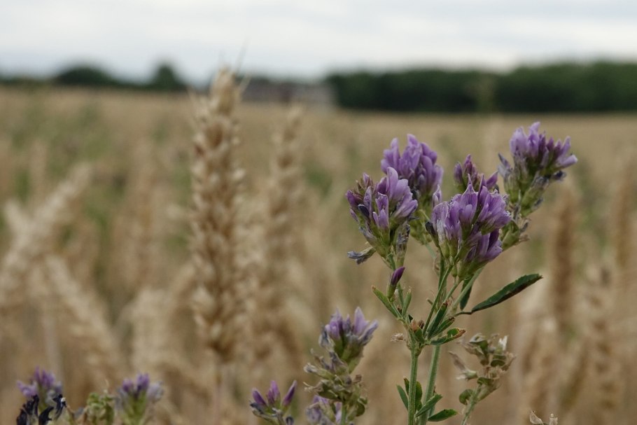 Люцерна растение