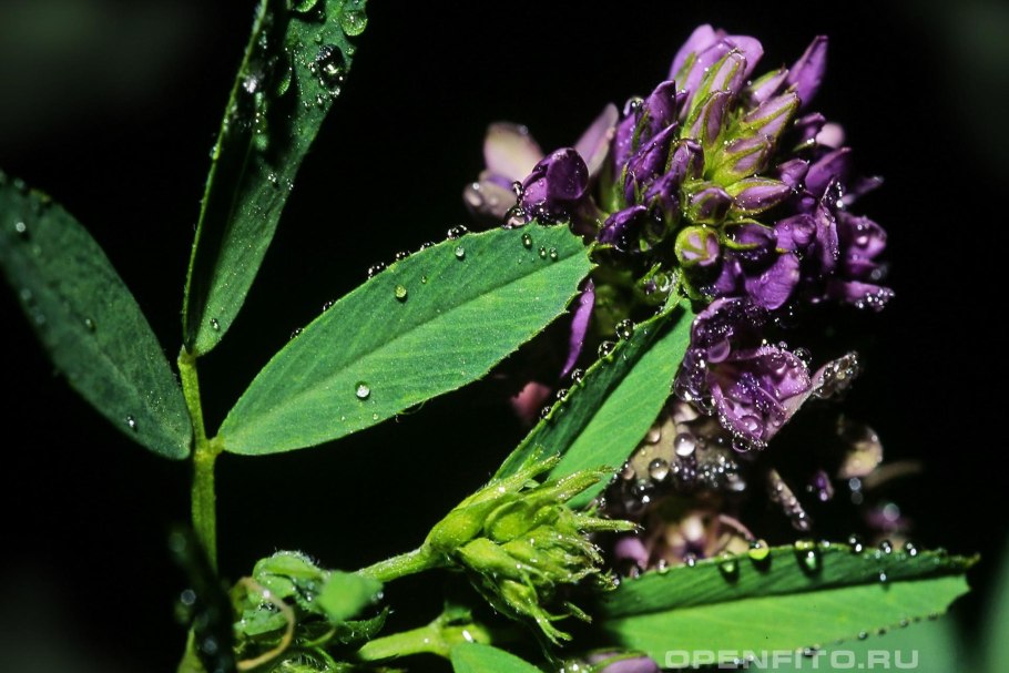 Люцерна бобовые