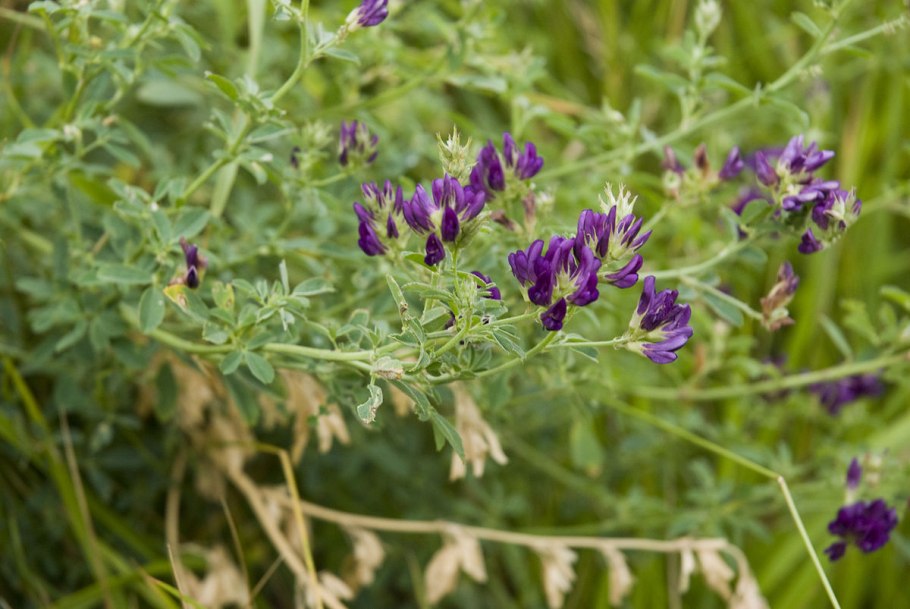 Луговой Клевер кормовой