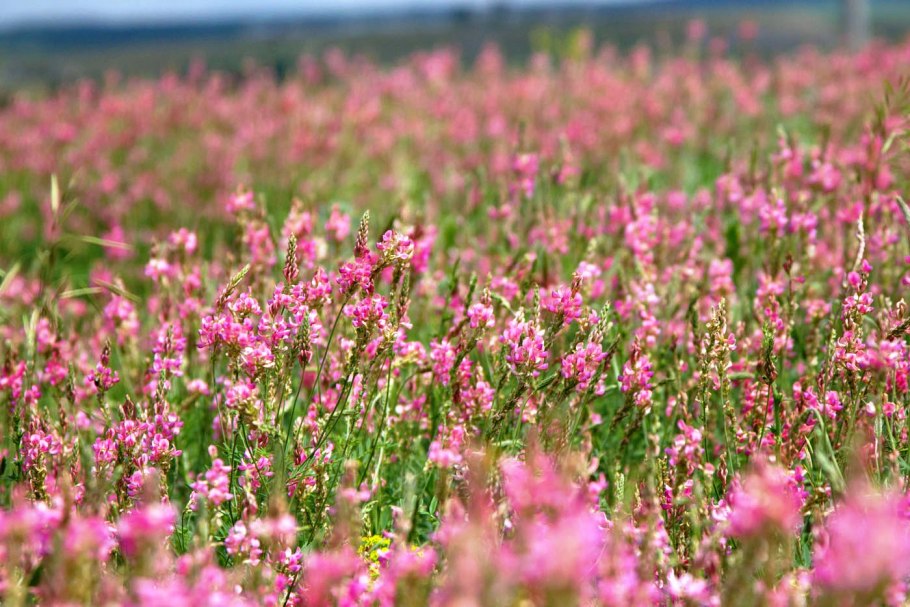 Люцерна медонос