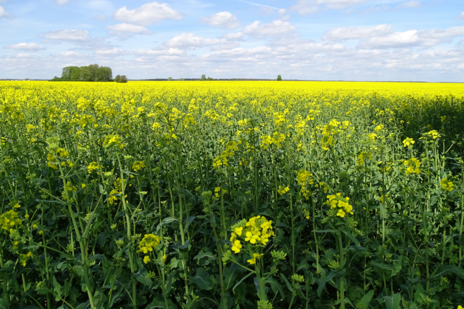 Люцерна синегибридная