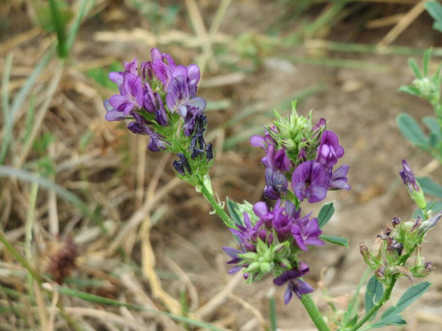 Эспарцет виколистный