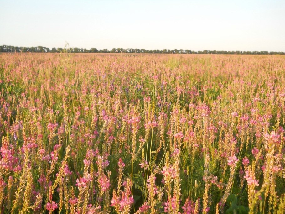 Бобы конские - Vicia Faba