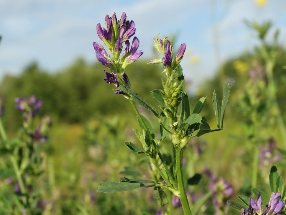 Злаково-бобовые травостои