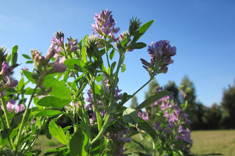 Люцерна Полевая